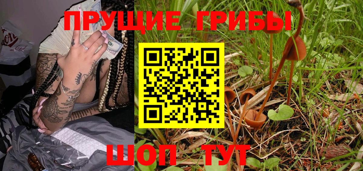 Галлюциногенные грибы Psilocybine cubensis Кольчугино